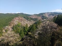 紀伊と大和の旅♪護摩壇山・龍神岳・伯母子岳・高野山＆桜の吉野山