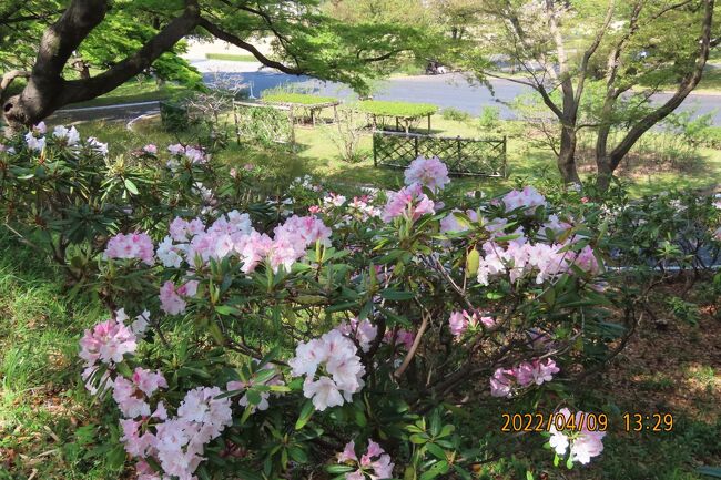 4月9日、午後0時10分頃に地下鉄丸ノ内線の東京駅に到着しました。　本日は東御苑の桜やシャクナゲを見るために訪問しました。東御苑の訪問は昨年の11月以来です。好天に恵まれて色々な桜やシャクナゲ及び新緑が見られて良かったです。あと半月ぐらい後だとつつじやサツキが美しい季節になりそうでした。　天守台より本丸大芝生へ移動して桜見物をしました。<br /><br /><br /><br />*写真は富士見多聞付近のアカボシシャクナゲ