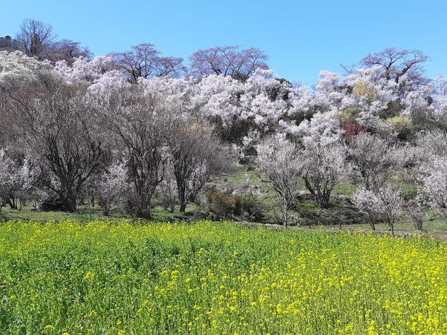 毎年恒例、春の東北の桜です。<br /><br />福島の桜が満開になるという報を受け、福島市の花見山公園をメインに桜を見に行きました。<br /><br />誤算は、その福島市からも遠くない、大河原や船岡の一目千本桜が全く咲いていなかったこと。でも、晴れていたので雪を抱いた蔵王は綺麗に見えました。<br /><br />米沢の牛肉を楽しんだり、帰りは郡山の桜の名所も見ています。