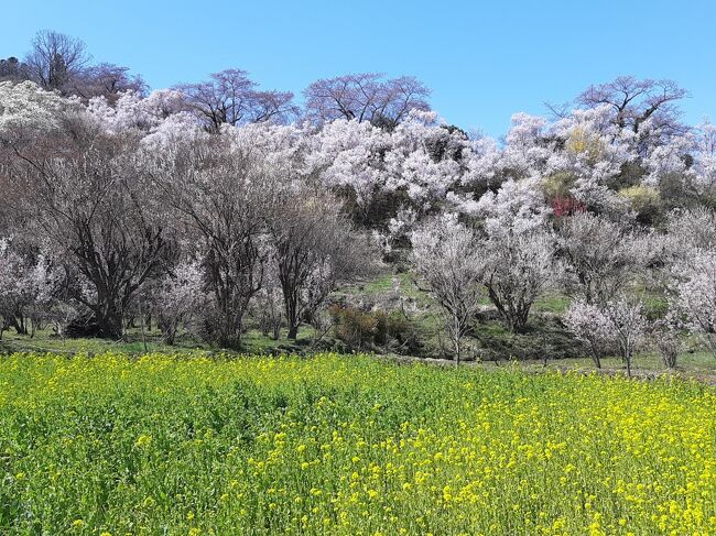 22 花見山公園 開成山公園の桜 一目千本桜はまだつぼみ 福島県の旅行記 ブログ By ぱくにくさん フォートラベル 22 花見山公園 開成山公園の桜 一目千本桜はまだつぼみ 福島県の旅行記 ブログ By ぱくにくさん フォートラベル