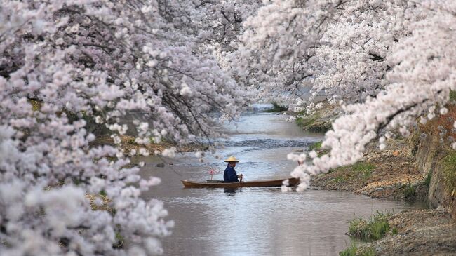 2022 念願の五条川の桜を川から眺めてきました