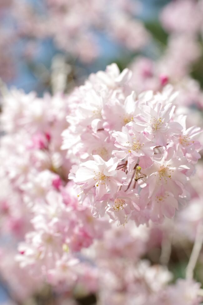 職場の近くのソメイヨシノは散り始めてきたので、いつも桜を愛でに行く近場へ花見に行くと、ことごとく葉桜。<br /><br />ということで枝垂れ桜を愛でに半木の道へ母を連れて花見に行ってきました。<br /><br />散り始めてきていますがまだまだ見頃。日曜日、気候もいいということもあり、たくさんの人が各々の過ごし方で鴨川沿いにおりました。