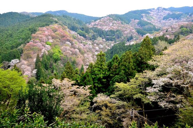 融通の利かない添乗員同行ツアーで花見旅行してみた。京都/奈良吉野山へ