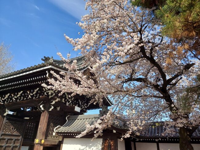 毎月京都、４月編。この時期に京都行くなら、絶対桜！<br />しかしねぇ、想像通り、まん防解除と同時に、ものすごい人らしい…。嵐山、東山、醍醐…その他桜で有名なトコは避けるに限る！<br />いつもなら京都御苑やけど、今年は『京都府立植物園』にしよ！ここなら観光客が来ることはない！地元の人だけやから、まだマシやろ。<br />ついでに、前から行きたかった『陶板名画の庭』も行ってみよ(^-^)<br /><br />ただし、あんまり「密！」やったら、逃げて帰るからね(^^;)<br /><br />頂法寺(六角堂)<br />https://happysenior.asia/2022/04/12/rokkakudo/<br /><br />松栄堂薫習館<br />https://happysenior.asia/2022/04/14/shoueido_kunjyukan/<br /><br />進々堂<br />https://happysenior.asia/2022/04/09/shinshindou/<br /><br />京都府立植物園<br />https://happysenior.asia/2022/04/09/kyoto_botanical_garden/<br /><br />陶板名画の庭<br />https://happysenior.asia/2022/04/15/garden_of_fine_arts/<br /><br />佛光寺<br />https://happysenior.asia/2022/04/11/bukkouji_temple/<br /><br />茶寮　翠泉 高辻本店<br />https://happysenior.asia/2022/04/10/saryo_suisen_takatuji_honten/<br />