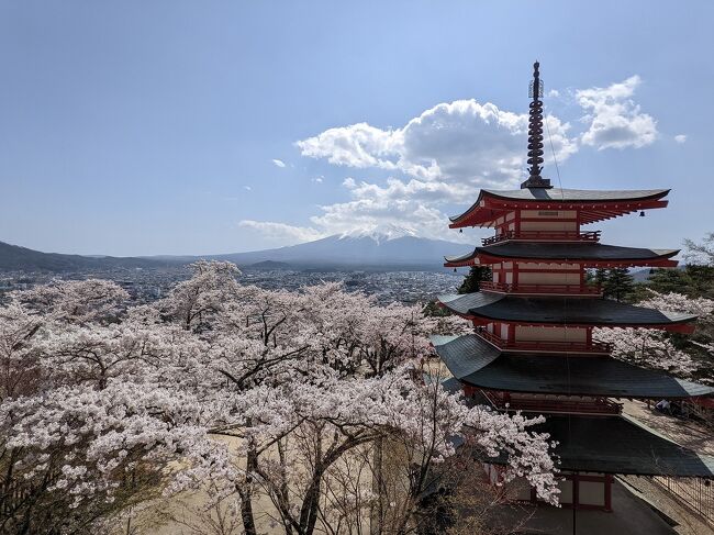 　今なら外国人観光客も少ないだろうと思い、富士急行の株主優待の消費も兼ねて桜のシーズンの新倉山浅間公園に出かけました。運賃分は株主優待が使えるので大月から下吉田までは富士山ビュー特急の特別車両に乗ってみました。その後は富士山展望の湯ゆらりで温泉に浸かって帰りました。<br /><br />11:52-12:28 大月ｰ下吉田 富士急行 富士山ビュー特急（特別車両）<br />　●新倉山浅間公園<br />14:35-14:49 下吉田ｰ河口湖 富士急行<br />15:00-15:20 無料送迎バス<br />　●富士山展望の湯 ゆらり<br />17:30-17:50 無料送迎バス<br />18:17-19:14 河口湖ｰ大月 富士急行