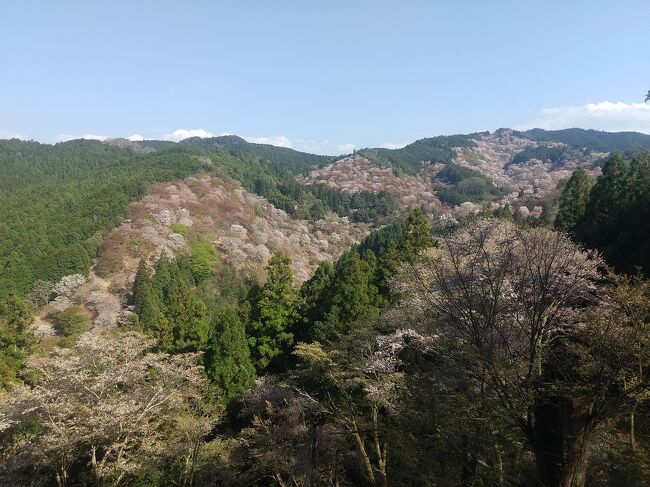 この週末は和歌山と奈良の県境付近の護摩壇山、龍神岳、伯母子岳の三座を縦走。交通の便が悪いので下山後は麓で1泊して熊野古道の小辺路を高野山まで歩きました。思ったより早く高野山に着いたので、帰り道に桜が見頃の吉野山にも立ち寄ってみました。<br /><br />＜旅程＞<br />【1日目(4/9土)】<br />　名古屋6:20→7:09新大阪7:13→7:28難波8:00→9:23極楽橋9:28→高野山9:33（新幹線＋御堂筋線＋南海高野線＋高野山ケーブル）<br />　高野山駅前9:45→護摩壇山10:50（南海りんかんバス）<br />　道の駅ごまさんスカイタワー10:50-10:59護摩壇山-11:08龍神岳-11:17護摩壇山-11:22道の駅ごまさんスカイタワー11:31-12:52奧千丈林道登山口-14:09伯母子岳14:20-15:35大股登山口-15:54民宿かわらび荘（徒歩）<br />【2日目(4/10日)】<br />　民宿かわらび荘6:34-6:47大股登山口-10:35根本大塔-10:41金剛峯寺-11:20奥の院-11:33奥の院前バス停（徒歩）<br />　奥の院前11:42→高野山駅前12:03（南海りんかんバス）<br />　高野山12:16→12:21極楽橋12:27→13:02橋本13:07→13:42吉野口13:48→吉野14:18（高野山ケーブル＋南海高野線＋JR和歌山線＋近鉄吉野線）<br />　吉野駅14:30-14:56金峯山寺-15:01吉水神社15:03-15:41花矢倉展望台15:44-15:45吉野水分神社15:47-15:58高城山16:02-16:22金峯神社-16:30西行庵-16:50青根ヶ峰16:53-17:45如意輪寺-18:15吉野駅（徒歩）<br />　吉野18:37→19:31橿原神宮前19:35→19:40大和八木20:02→名古屋21:52（近鉄）