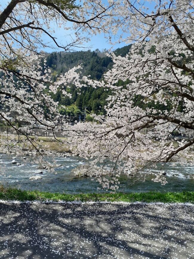 郡上に、お花見に出かけました♪<br />満開の染井吉野の木の下で桜吹雪とお弁当を満喫しました(*^^*)<br /><br />タンポポの花を摘んでタンポポジュースを作りました<br />花びらだけを集めて水洗いした後、水を入れて火にかけます<br />しばらくすると濃い色のタンポポジュースができます<br />レモン汁と蜂蜜を入れて出来上がりです(*^^*)<br />美味しいですよ<br /><br />タンポポとつくしは、農薬がかけてあるところには、生えてこないのですね<br />タンポポがたくさん咲いているのを見ると、嬉しくなりますo(^-^)o<br />つくしは、卵とじでいただきました