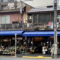 完全帰国後の日本を、興味津々で...気になるものを探して見たりして...（枝垂桜とか、お花屋さんとか／横浜市）