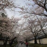 米子駅から高速バスで、京都、醍醐寺桜観光