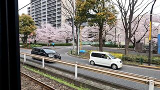 春旅　都内の山から花見2 面影橋・神田川