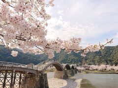 岩国  花見さるく