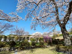 富士霊園の桜