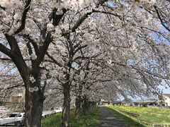 桜並木とこいのぼり