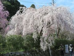 団塊夫婦の桜巡りドライブ・2022京都＆奈良ー(9)談山神社～大野寺～室生寺～西光寺