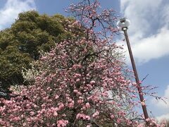 公園でお花見