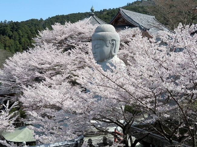 これまで主に東日本各地の桜を見てきた私達だったが、関西の桜の名所吉野山はまだ訪れたことがなかった。コロナ禍で外国人が少ない今のうちに行こうということで、京都・奈良地方の天気予報と桜の開花情報を毎日チェック。ANAのマイルの消化も迫っていたので、チケット予約状況もチェックし、４月４日から９日までの間が、桜の見ごろを迎え、晴れの日が連続しそうだということで日程を決定。宿は直前予約で決めていつものように慌ただしい出発となったのだった。<br />第八部は、奈良二日目の最初に、大仏が桜の花の中に埋もれるように鎮座することで知られる壷阪寺（つぼさかでら）を訪れた時の旅行記です。桜もまさに満開で、春爛漫の景観をたっぷり味わうことが出来ました。