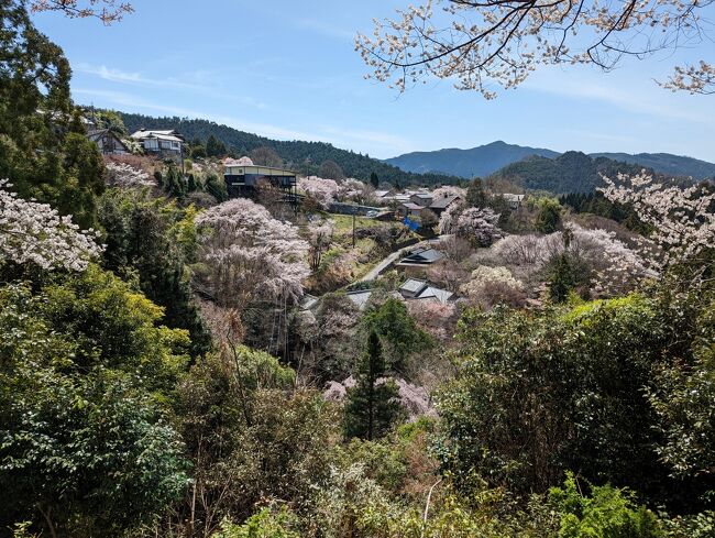 旅行２日目は夫が桜を見たいという理由により選んだ吉野の地へ。<br />事前に調べると吉野の桜は下から順に下千本、中千本、上千本、奥千本というエリアがあるという。<br />見ごろによりエリアを選ぶといいのかもしれないが、どうせならハイキングしながら全部見たい、という私の希望により、奥千本から下千本まで徒歩で下ることにした。<br /><br />観桜期は通常のバスルートはないという情報から吉野駅から臨時バスにのり、乗り継いで金峯神社までバスに乗り、あとは歩いていく予定を立てた。<br /><br />【旅行日程】　★この旅行記になります。<br />・１日目：奈良観光<br />★２日目：吉野桜、京都夜のライトアップ<br />・３日目：比叡山延暦寺、伏見稲荷<br />・４日目：大原<br />・５日目：桂離宮