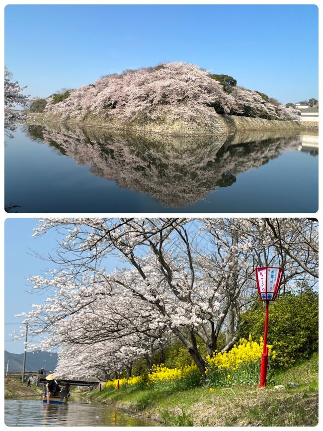 ４／７（木）は、早朝から再び彦根城まで行き、昨夜は入れなかった天守の見える所まで上がりました。その後また“いろは松”の所のお堀のリフレクションを見に行きました。人で溢れていた前夜とは打って変わって人が少なくて、美しい桜のリフレクションを写真に収めることができました。<br /><br />その後ホテルに戻って朝食を摂り、シャトルバスで彦根駅まで送ってもらいました。近江八幡駅から『水郷めぐり』の舟乗り場までタクシーで移動したのですが、良い運転手さんに当たりました。舟が混んでいたので、予約だけして八幡堀まで戻るのも無料で乗せてくれました。<br /><br />待ち時間を利用して、ヴォーリズ建築の建物や新町の近江商人屋敷の並ぶ町並みも楽しみました。１２時頃になり舟乗り場まで戻り、静かに進む和舟で“水郷めぐり”をしました。楽しい船頭さんの話を聞きながら、水鳥と同じ目線で景色を楽しみ、心地よい風を感じて９０分の癒やしの時間を過ごしました。<br /><br />青空の下で満開の桜と春の景色に大満足！！　<br />仕事をリタイアして、自由になった春を満喫することが出来ました(^^)♪