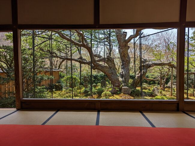 大原は以前より訪れたい場所の一つでした。<br />連日の歩きで筋肉痛で大変でしたが、比較的傾斜が緩やかな大原の地は散歩しやすく、緑豊かで桜もきれいでした。<br /><br />【旅行日程】 ★この旅行記になります。<br />・1日目:奈良観光<br />・2日目:吉野桜、京都夜のライトアップ<br />・3日目:比叡山延暦寺、伏見稲荷<br />★4日目:大原<br />・5日目:桂離宮