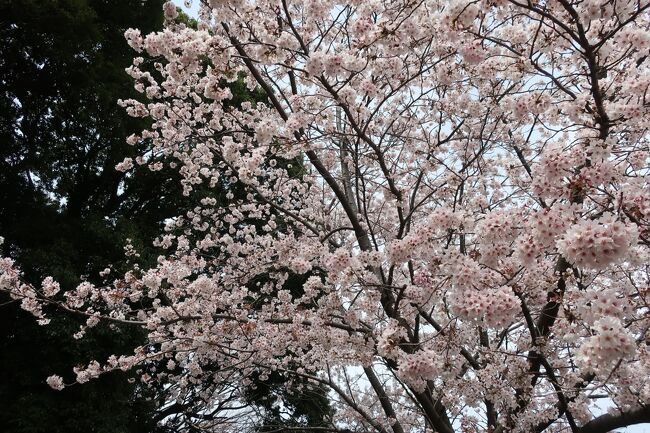 2022年4月2日（日）近所の霊園で毎年恒例の花見を決行しました。<br />新型コロナの心配をしながらのお花見もこれで3回目になりましたが、今年はワクチンも打って少し落ち着いたかな、というかんじです。いつもの場所で桜を眺めながらのんびりとご飯を食べました。