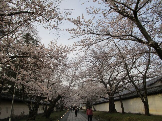 京都の醍醐寺の桜並木1日目<br /><br />3日目<br />米子駅から高速バスで、関西梅田までバス、電車で京都観光 、三十三間堂で観光。<br />醍醐寺の桜を街道散策して、新幹線で東京へ。楽しい旅でした。<br />