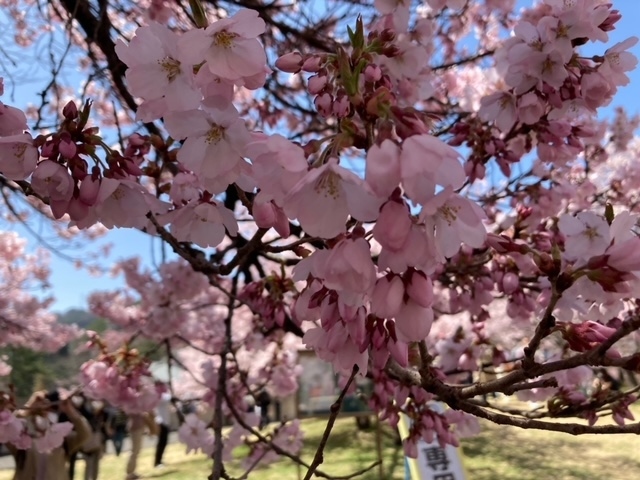 信州伊那の高遠城址公園の小彼岸桜が見たくてバスツアーで出かけました。<br />中央アルプスの雪景色と、小彼岸桜5分咲きでしたが、見頃で感動しました。<br />前に1度行きましたが、雨降りで残念！<br />今回は沢山の人達が訪れていましたが、満足して帰ってきました。