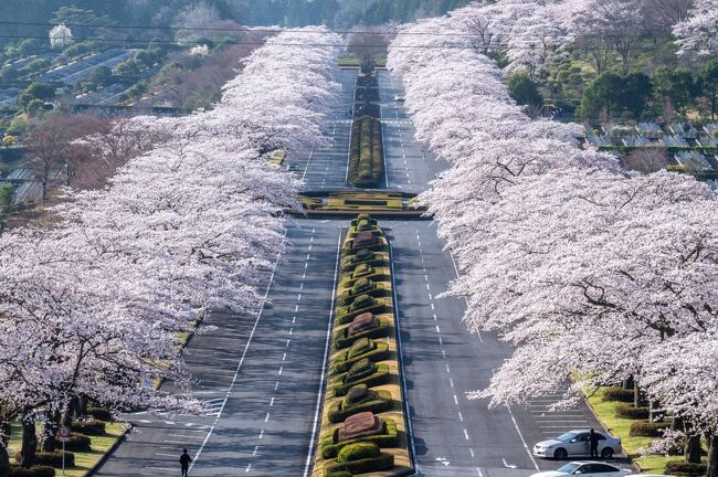 これから桜の見頃を迎える富士霊園への訪問が１番の目的で、山中湖→忍野八海→富士吉田→新倉山浅間公園→御殿場アウトレットと回ってきました
