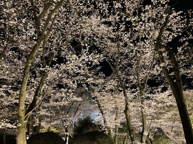 三井寺と書いて「みいでら」と読みます。京都の円山公園や二条城顔負けの？桜が美しい寺が滋賀にあるんです！<br /><br />京都駅から30分足らず、410円で来られます^ - ^。ライトアップもキレイでした。