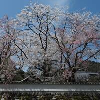 久しぶり♪旅空で桜を仰ぎ見る＊2022春 滋賀＆京都へ〈三井寺＆琵琶湖疏水〉湖水が運ぶ春景色