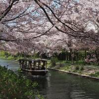 久しぶり♪旅空で桜を仰ぎ見る＊2022春 滋賀＆京都へ〈伏見 十石舟〉春うららの水のほとりで