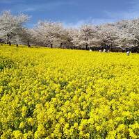 2022.春 法師温泉 長寿館と赤城南面千本桜まつり