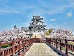 樹齢50年を超えるソメイヨシノの桜 (墨俣一夜城・犀川堤) 