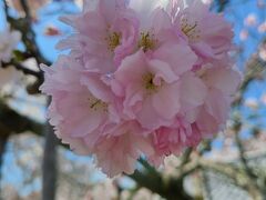 桜を楽しむ京都の旅