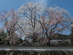 久しぶり♪旅空で桜を仰ぎ見る＊2022春 滋賀＆京都へ〈三井寺＆琵琶湖疏水〉湖水が運ぶ春景色