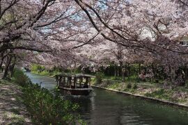 久しぶり♪旅空で桜を仰ぎ見る＊2022春 滋賀＆京都へ〈伏見 十石舟〉春うららの水のほとりで