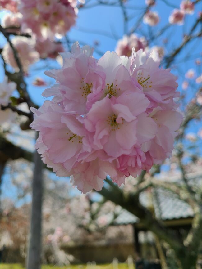 晴天の中　たくさんの桜を楽しんできました。<br />京都の桜は迫力があり美しかったです。