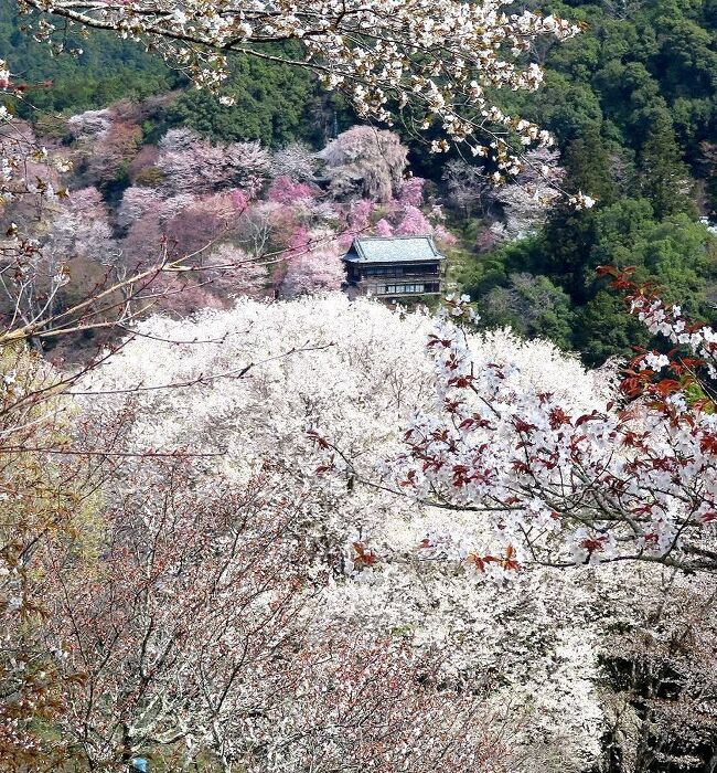 これまで主に東日本各地の桜を見てきた私達だったが、関西の桜の名所吉野山はまだ訪れたことがなかった。コロナ禍で外国人が少ない今のうちに行こうということで、京都・奈良地方の天気予報と桜の開花情報を毎日チェック。ANAのマイルの消化も迫っていたので、チケット予約状況もチェックし、４月４日から９日までの間が、桜の見ごろを迎え、晴れの日が連続しそうだということで日程を決定。宿は直前予約で決めていつものように慌ただしい出発となったのだった。<br />第十部は、念願の吉野山を訪れた時の旅行記です。吉野山の桜は、場所により咲く時期がずれるので、訪問日を決めるのが難しく、さんざん迷った挙句、7日に訪れました。結果は、一番のお目当ての吉水神社・一目千本など中千本がまさに見頃で、一日の訪問で十分満足することが出来ました。（表紙写真は、中千本と如意輪寺）