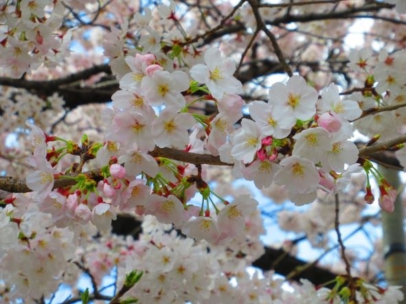 上野の桜を見に、上野恩賜公園へ行ってきました。<br />今年も宴会などは、禁止のようです。<br />満開の桜をみながら、お散歩してきました。