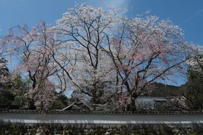 久しぶり♪旅空で桜を仰ぎ見る＊2022春 滋賀＆京都へ〈三井寺＆琵琶湖疏水〉湖水が運ぶ春景色