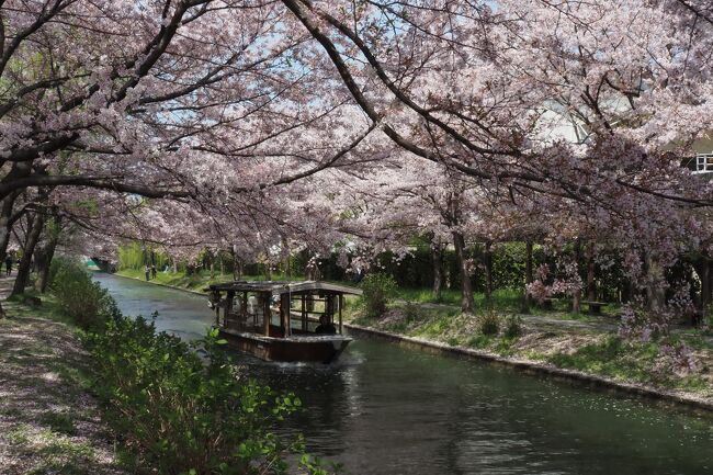 マスク生活3年目の春。<br />心なしか花粉症の症状が軽くなってきた？<br /><br />ずっとこの時期の旅行は避けてきたけど<br />京都へ桜を見に行ってみようかな？<br /><br />去年、トラベラーのクッシーさんの旅行記で<br />ガツンと心を撃ち抜かれた<br />伏見の水路沿いと滋賀県三井寺の桜景色。<br />この2ヶ所を軸に1泊2日の旅程を組みました。<br /><br />2日めは最も楽しみにしていた伏見へ。<br />宇治川から引かれた水路「宇治川派流」<br />観光船として蘇った江戸時代の輸送船<br />「十石舟」が行き交う水辺の両岸は<br />桜並木が延々と続いています。<br /><br />満開からの桜吹雪、そして花筏まで…<br />最高のタイミングでの訪問が叶った奇跡に<br />心から感謝した旅になりました(#^^#)<br /><br />今回は時系列で番号を振らずに<br />場所ごとの旅行記にしました。<br />どこから見ていただいてもわかるように<br />仕上げたつもりです(^^ゞ<br /><br />〈三井寺編〉琵琶湖疏水・三井寺・随心院<br />〈東寺夜桜編〉東寺・雲龍院・泉涌寺<br />〈伏見編〉伏見<br /><br />〈旅程〉<br />2022/04/06  三井寺・随心院・東寺夜間拝観<br />2022/04/07  伏見・泉涌寺雲龍院・泉涌寺<br /><br />〈宿泊先〉<br />リーガグラン京都（京都駅八条口）<br /><br />〈表紙写真〉<br />伏見十石舟（京都市伏見区）