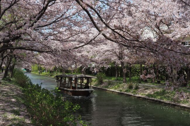 マスク生活3年目の春。<br />心なしか花粉症の症状が軽くなってきた?<br /><br />ずっとこの時期の旅行は避けてきたけど<br />京都へ桜を見に行ってみようかな?<br /><br />去年、トラベラーのクッシーさんの旅行記で<br />ガツンと心を撃ち抜かれた<br />伏見の水路沿いと滋賀県三井寺の桜景色。<br />この2ヶ所を軸に1泊2日の旅程を組みました。<br /><br />2日めは最も楽しみにしていた伏見へ。<br />宇治川から引かれた水路「宇治川派流」<br />観光船として蘇った江戸時代の輸送船<br />「十石舟」が行き交う水辺の両岸は<br />桜並木が延々と続いています。<br /><br />満開からの桜吹雪、そして花筏まで…<br />最高のタイミングでの訪問が叶った奇跡に<br />心から感謝した旅になりました(#^^#)<br /><br />今回は時系列で番号を振らずに<br />場所ごとの旅行記にしました。<br />どこから見ていただいてもわかるように<br />仕上げたつもりです(^^ゞ<br /><br />〈三井寺編〉琵琶湖疏水・三井寺・随心院<br />〈東寺夜桜編〉東寺・雲龍院・泉涌寺<br />〈伏見編〉伏見<br /><br />〈旅程〉<br />2022/04/06 三井寺・随心院・東寺夜間拝観<br />2022/04/07 伏見・泉涌寺雲龍院・泉涌寺<br /><br />〈宿泊先〉<br />リーガグラン京都(京都駅八条口)<br /><br />〈表紙写真〉<br />伏見十石舟(京都市伏見区)