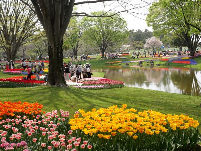 今年こそ、オランダのキューケンホフ公園に行こうと思っていたが、パンデミック継続やウクライナ情勢の悪化などがあり、海外旅行が出来ないので本場キューケンホフ公園の1/30と言われている昭和記念公園・渓流広場のチューリップ畑へ4年ぶりに行ってみた。<br /><br />※説明文によると昭和記念公園のチューリップ畑は約230種23万球、一方キューケンホフ公園は約800種700万球とか。<br />