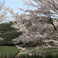 奈良・吉野山のお花見旅行①