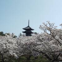 京都・琵琶湖桜紀行