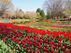 見頃になったチューリップと 桜と菜の花のコラボ☆ 国営昭和記念公園