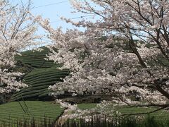 奈良・吉野山のお花見旅行①