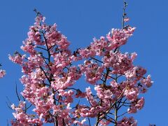 春の陽気に誘われて、大阪万博記念公園・自然文化園で、早咲きの桜（陽光桜・神代曙・彼岸桜・寒緋桜・河津桜）を楽しむ。（2022）