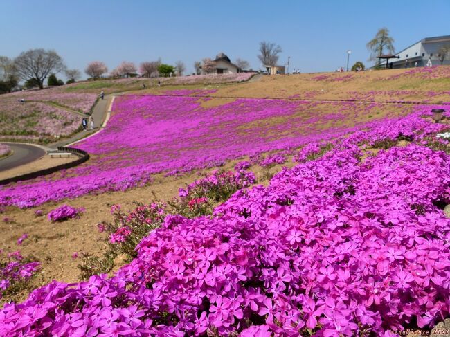 「八王子山公園」の芝桜と桜_2022_4月9日、芝桜は咲き揃い始め、桜は散り進み中でした（太田市）