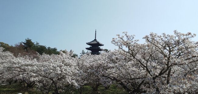 京都と琵琶湖に桜を見に行きました。JTBダイナミックツアーで新幹線と宿を手配し、京阪バスなどの日帰りツアーを使って桜を見に行きました。