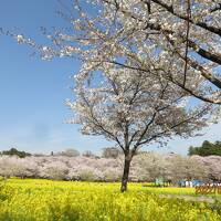 旅割利用　群馬の赤城南面千本桜とゴルフで春を満喫してきました